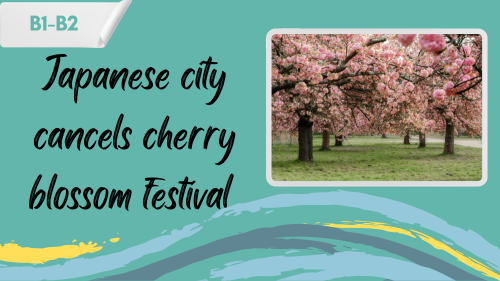 cherry blossom trees and a slogan "Japanese city cancels cherry blossom festival"